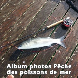 Album Photos Pêche aux poissons de mer
